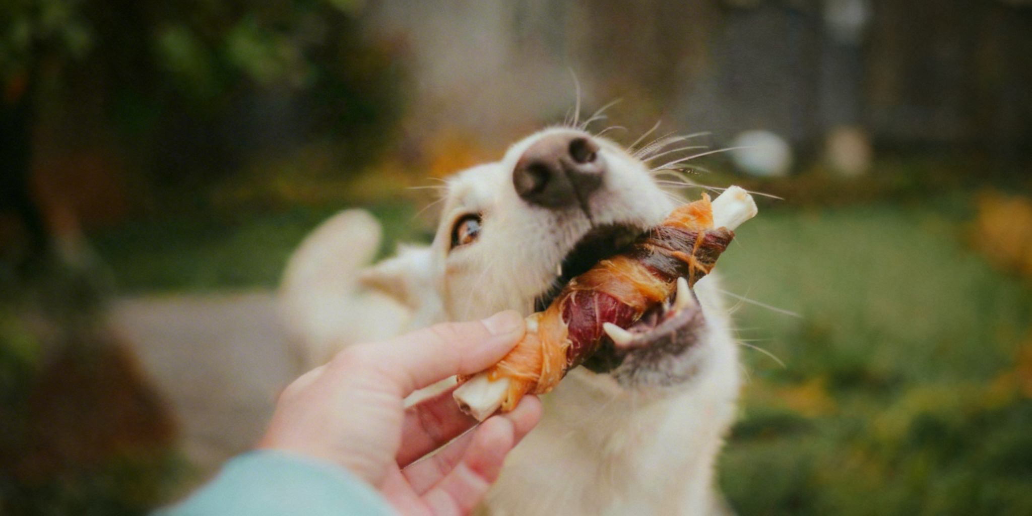 High-Value Treats to Change Behavior